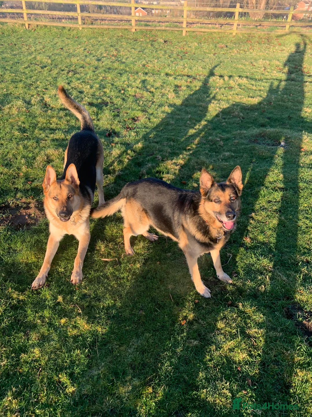 German Shepherd dogs for stud: Spectacular GSD wolfdog *for Stud only* in Dursley - Advert 40
