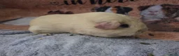 Guinea Pig rodents for sale: Selection of sows pet homes  - Advert 5