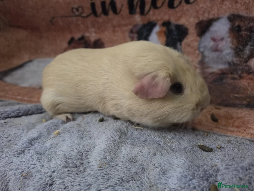 Guinea Pig rodents for sale: Selection of sows pet homes  - Advert 5