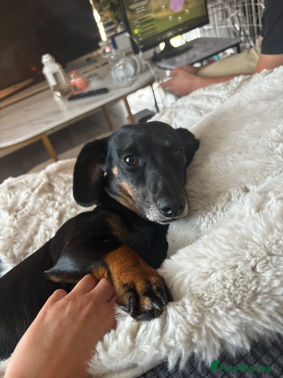 Dachshund dogs for sale: Minnie dachshund  - Advert 1