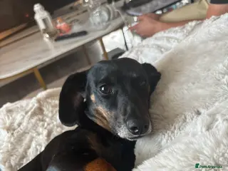 Dachshund dogs Minnie dachshund - Advert 7