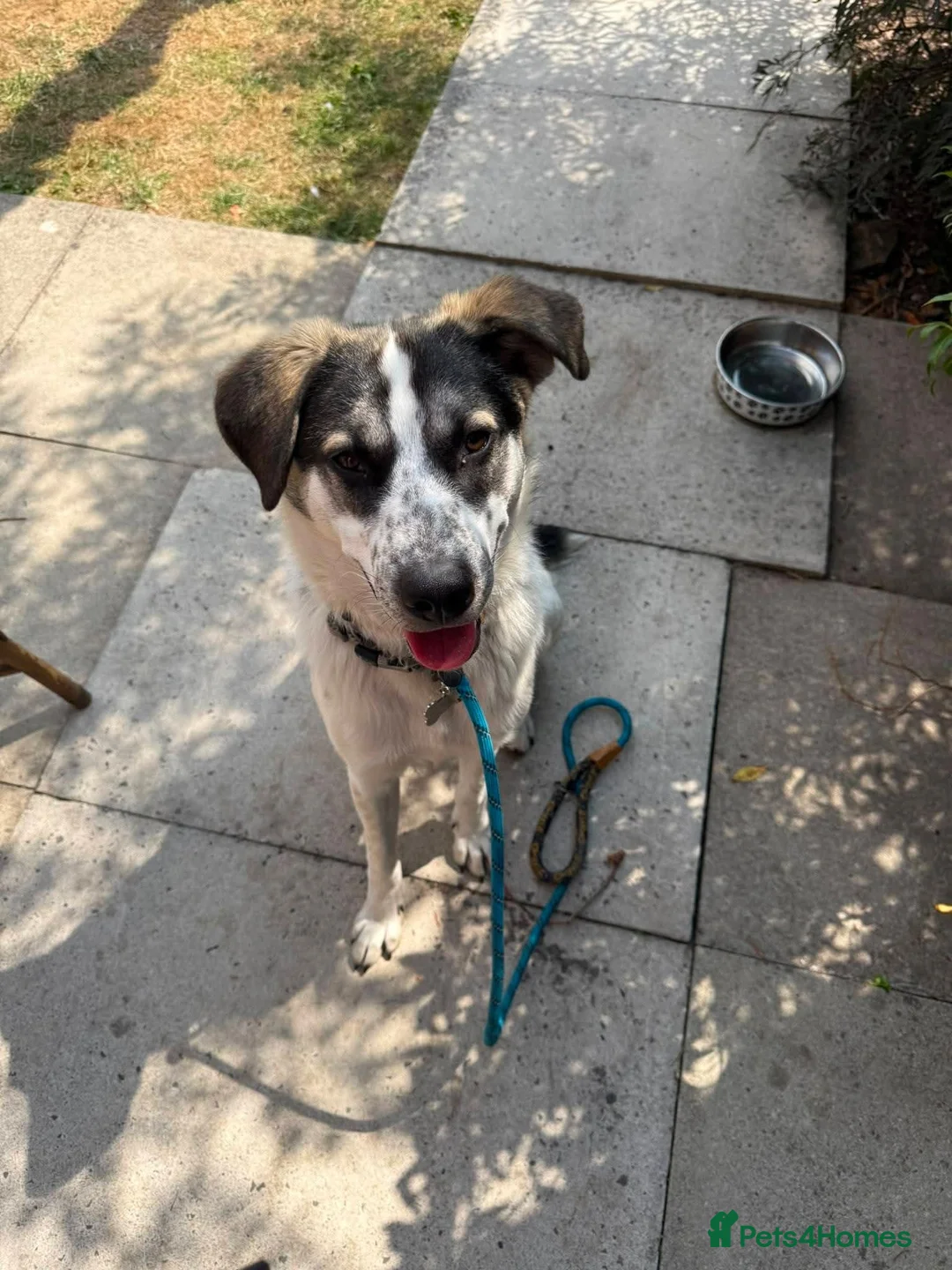 Mixed Breed dogs for adoption: Meet Solar, currently residing in Cheshire  in Crewe - Advert 2