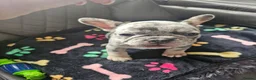 French Bulldog dogs for sale: French Bulldog Puppies - Advert 7