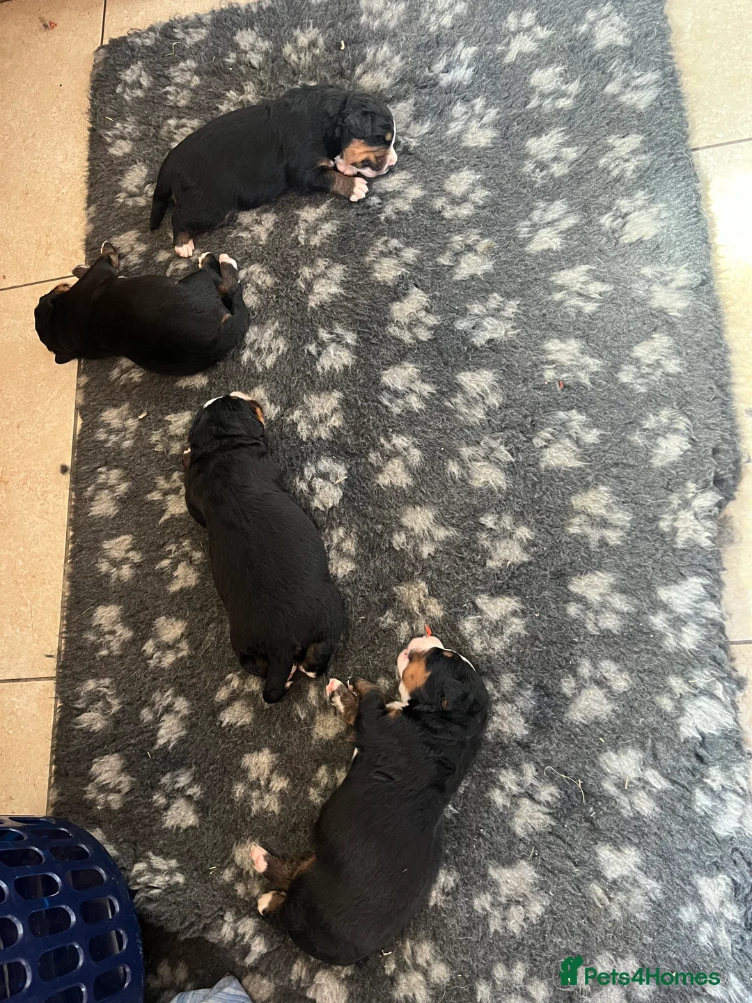 Bernese Mountain Dog dogs for sale: Beautiful Bernese mountain dogs  - Advert 3