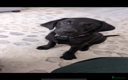 Labrador Retriever dogs for sale: Male Labrador  - Image 6
