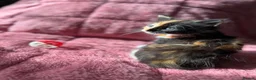 Maine Coon cats for sale: 3 Female Calico MaineCoon Cross Kittens - Advert 10