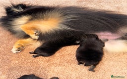 Pomeranian dogs for sale: Tiny Teddy Pomeranian  - Advert 1