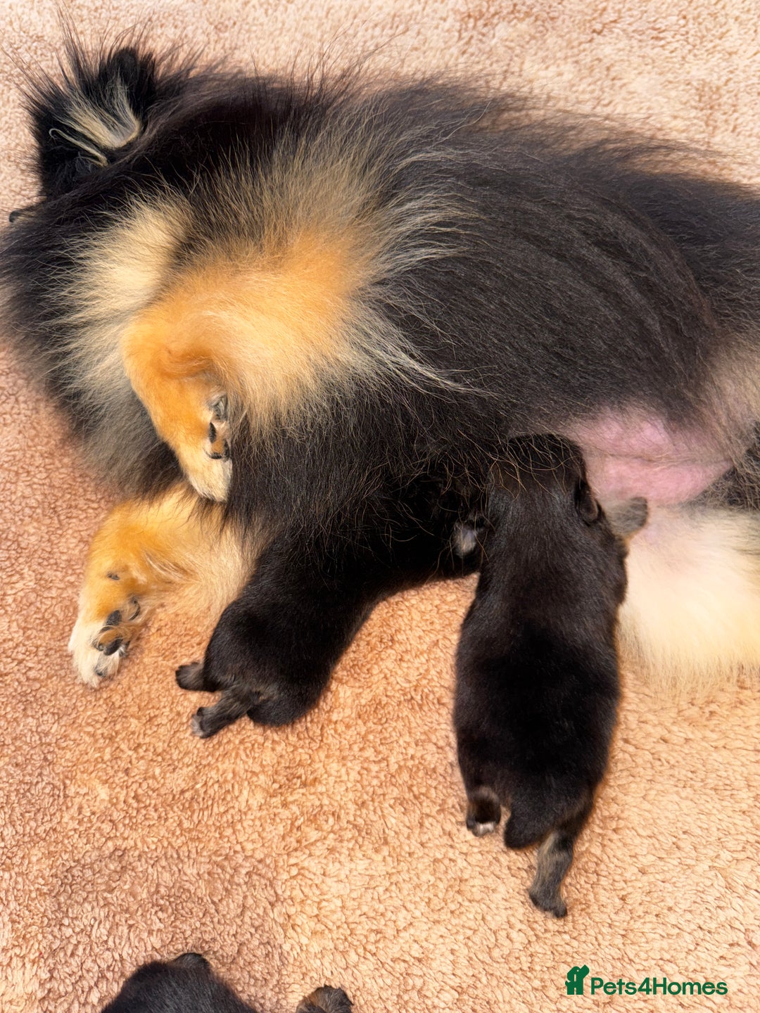 Pomeranian dogs for sale: Tiny Teddy Pomeranian  - Advert 1