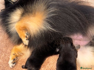 Pomeranian dogs for sale: Tiny Teddy Pomeranian - Advert 1