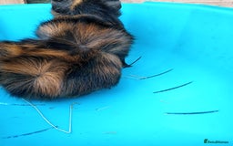 Guinea Pig rodents for sale: Male Guinea Pig - Image 5