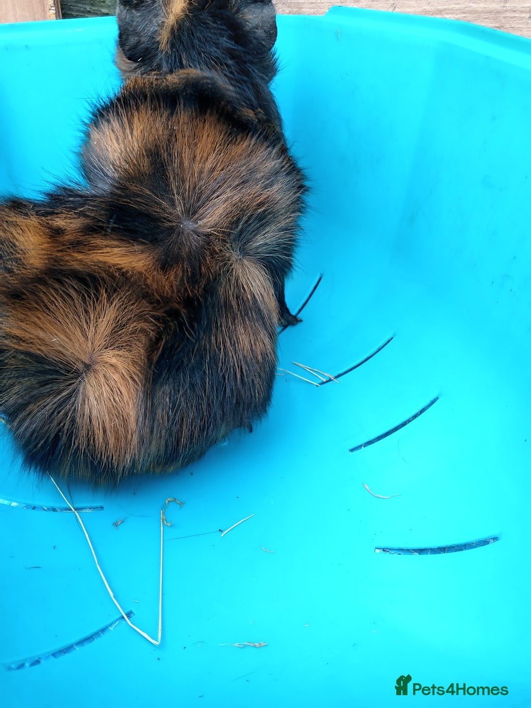 Guinea Pig rodents for sale: Male Guinea Pig - Image 5