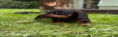 Miniature Dachshund 1