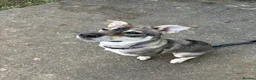Mixed Breed dogs for sale: 10 month old female husky x German shepherd  in Sudbury - Advert 2