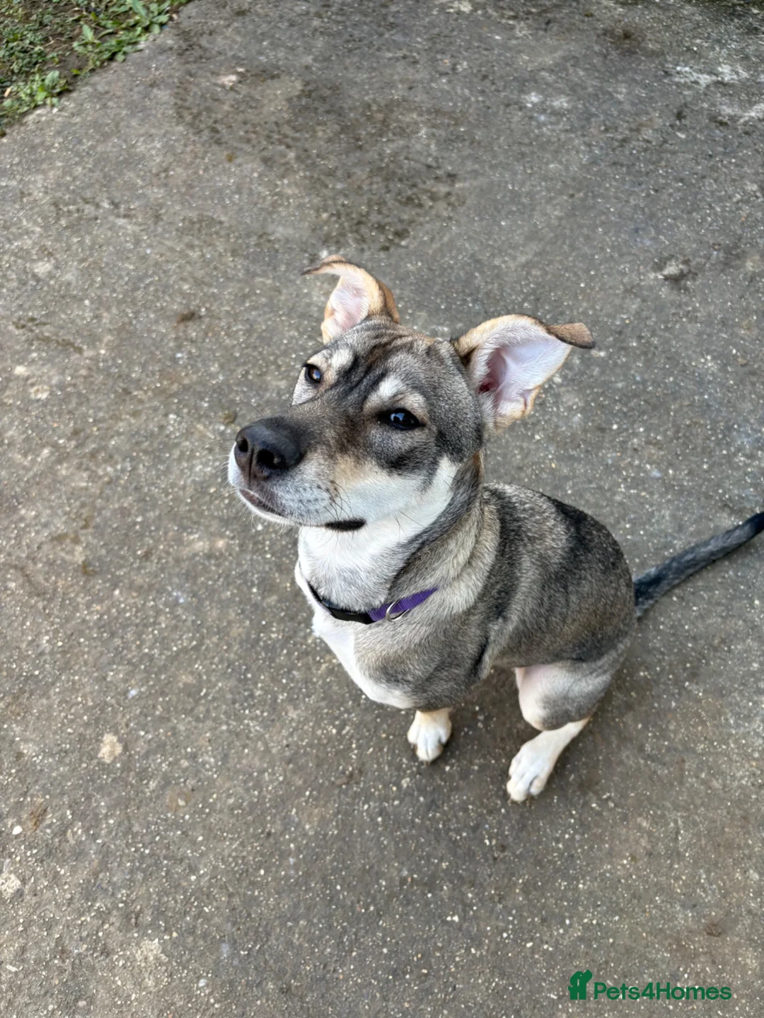 Mixed Breed dogs for sale: 10 month old female husky x German shepherd  in Sudbury - Advert 2