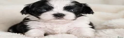 Shih Tzu dogs for sale: 🐾🖤 Traditional Black & White Health Tested KC - Advert 5