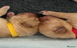 Labrador Retriever dogs for sale: Fox red labradors available now  - Advert 29