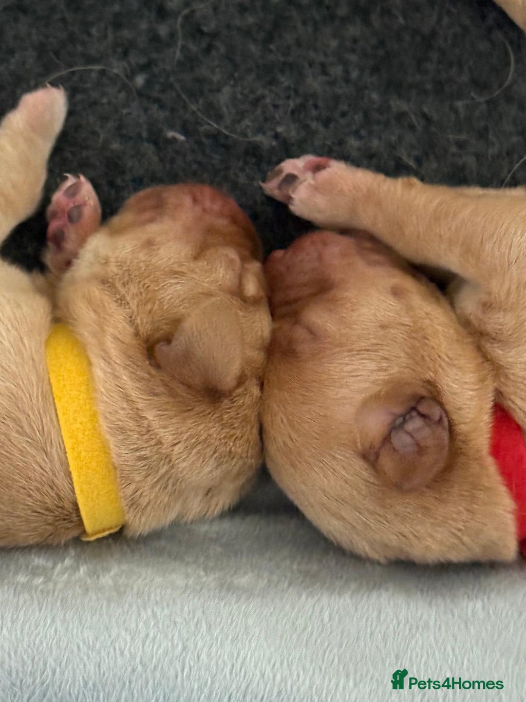 Labrador Retriever dogs for sale: Fox red labradors available now  - Advert 29