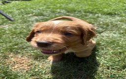 Cocker Spaniel dogs for sale: 🏆 KC Reg Working Cocker Spaniels – FTCH Line 🐾 - Image 9