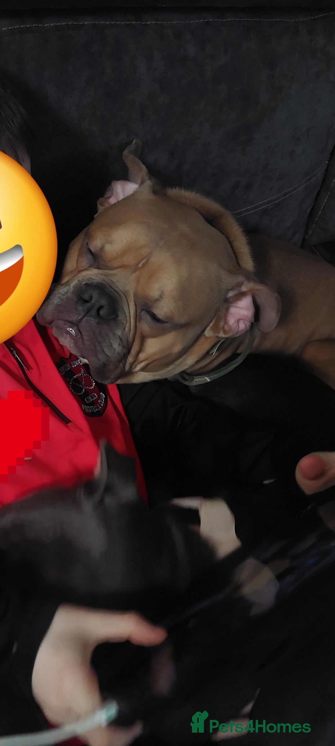 Old Tyme Bulldog dogs for sale: Rehoming our 18 month old Boy Blitz - Image 2