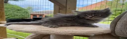 Maine Coon cats for sale:     Stunning Maine Coon x Ragdoll Kittens  - Advert 4