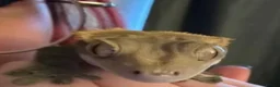 Gecko reptiles for sale: 4 Year Old Female Crested Gecko  in Peterborough - Advert 9