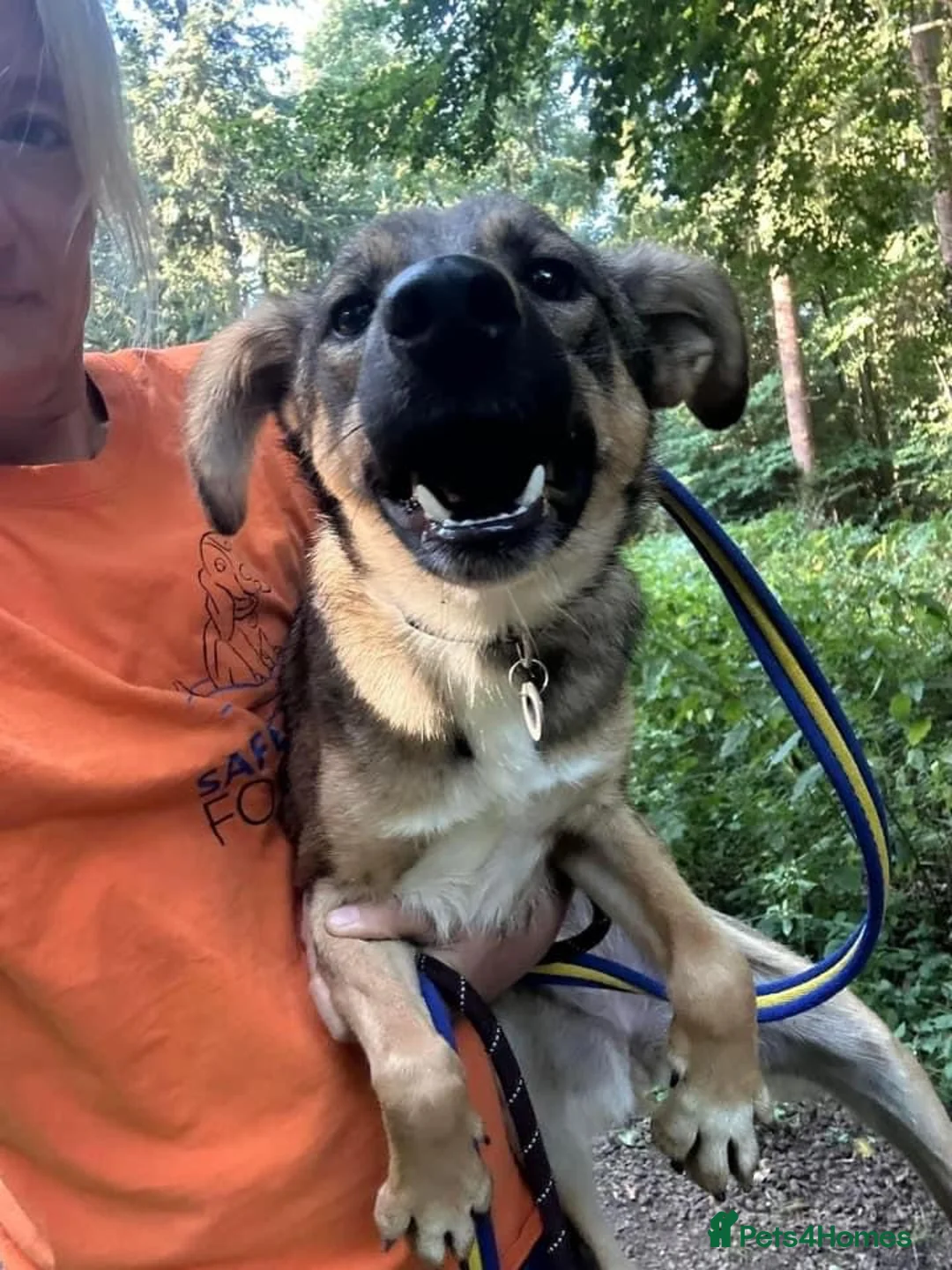 Mixed Breed dogs for adoption: Harper. Norwich Norfolk  in Norwich - Advert 4