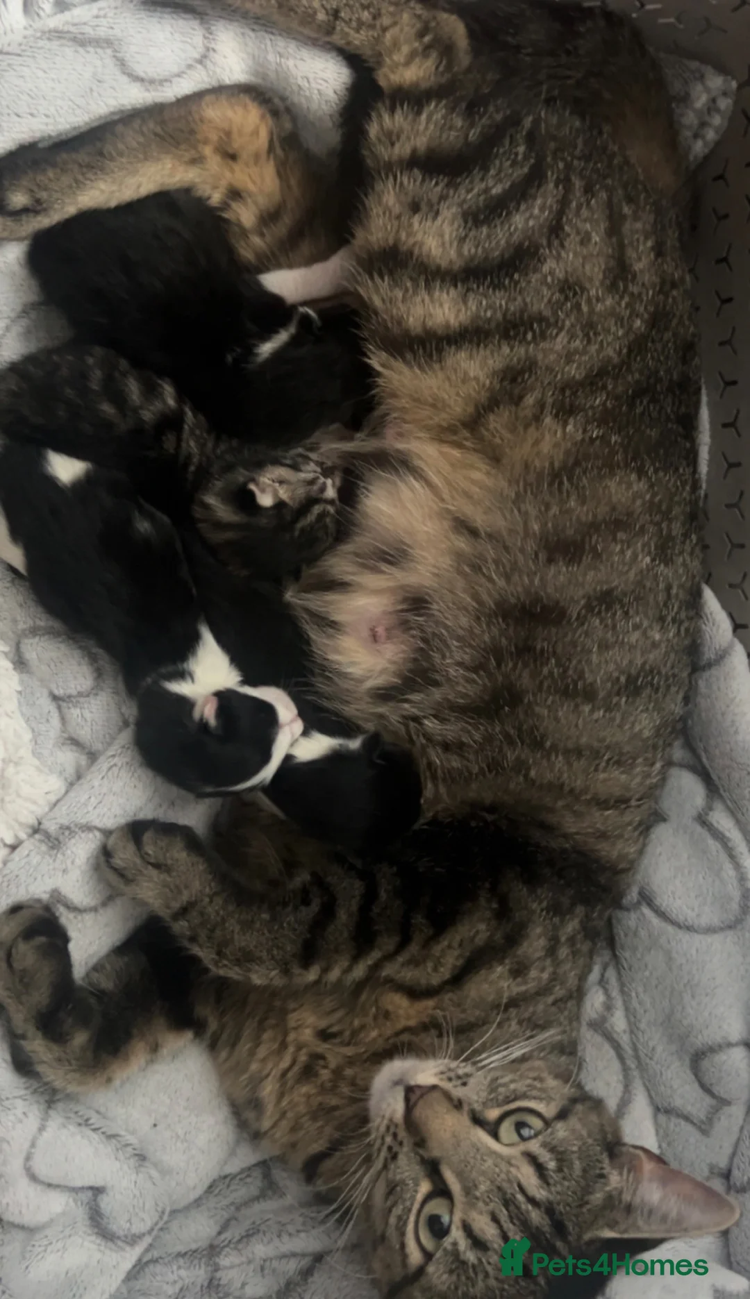 Ragdoll cats for sale: Bengal x Ragdoll kittens  - Advert 2