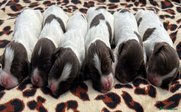 English Springer Spaniel dogs - Advert 9