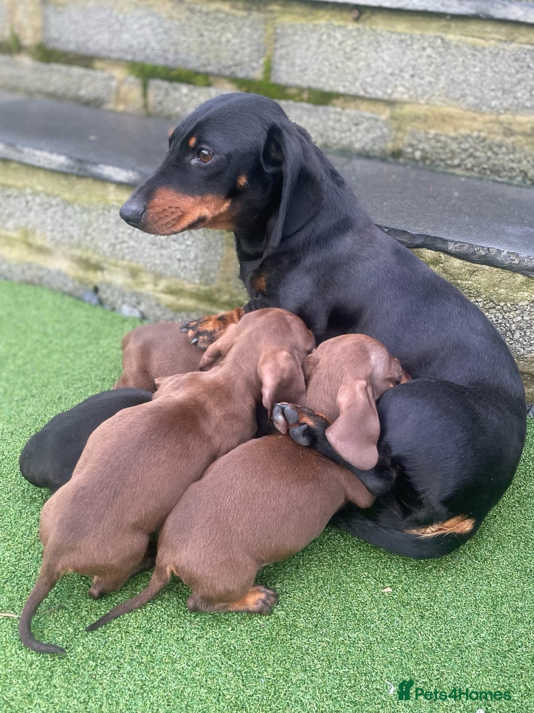 Dachshund dogs for sale: Beautiful dachshund puppies - Advert 8