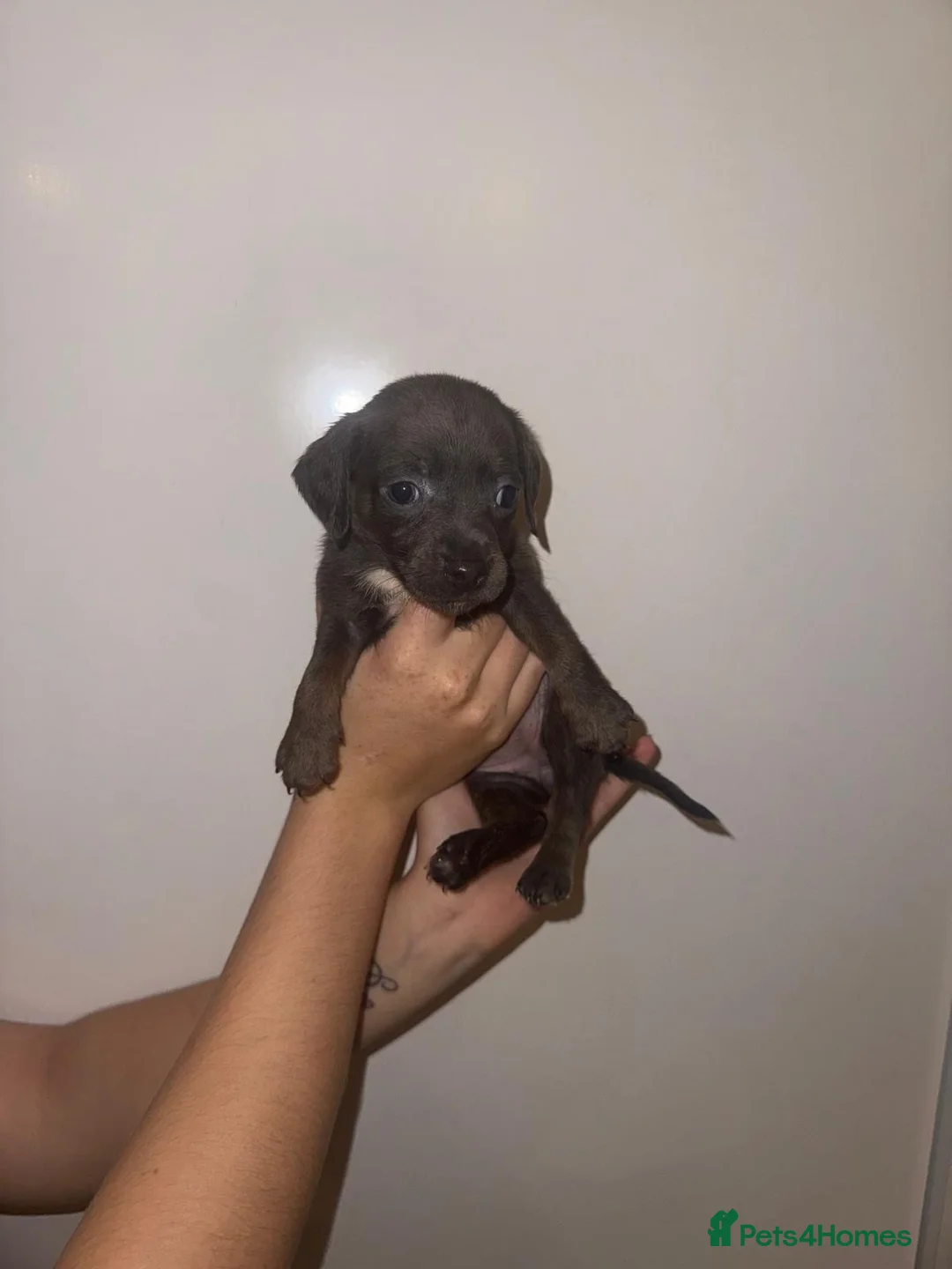 Dachshund dogs for sale: DACHSHUND PUPPIES  - Advert 7