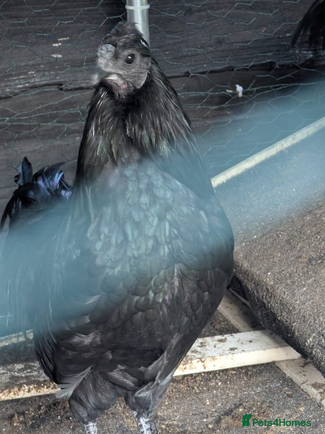 Mixed Breed birds for sale: Chickens  - Advert 2