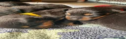 Rottweiler dogs for sale: 8 Stunning Rottweiler puppies  - Advert 4