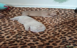 American Bully dogs for sale: Pocket bully  - Image 3