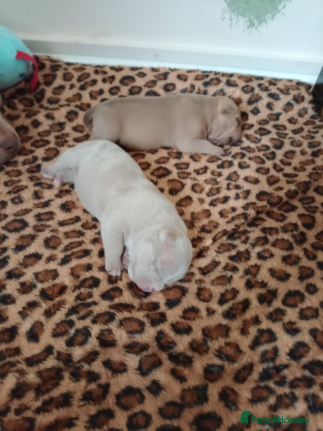 American Bully dogs for sale: Pocket bully  - Image 3
