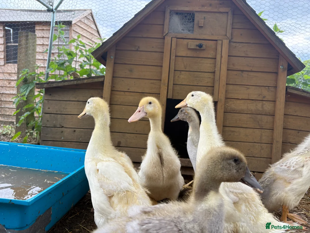 Ducks poultry for sale: Various breeds - Advert 2