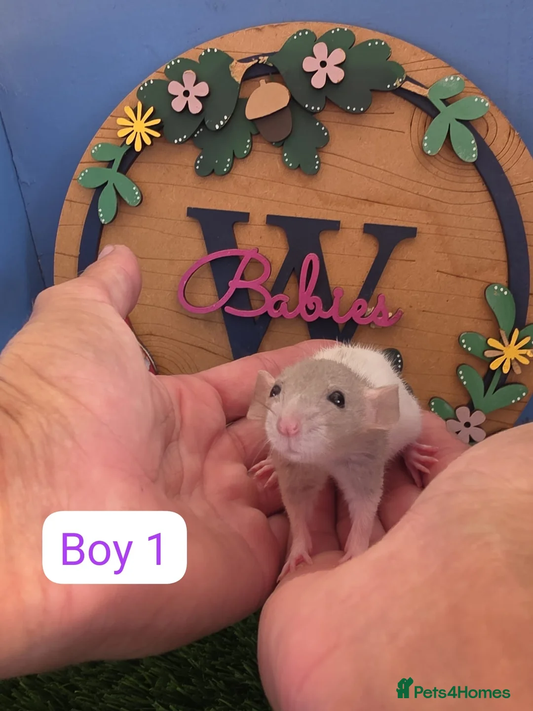 Rat rodents for sale: Baby Dwarf Rats Boys   - Advert 2