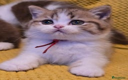 British Shorthair cats for sale: Pedigree, British Shorthair, TICA reg kittens - Image 14