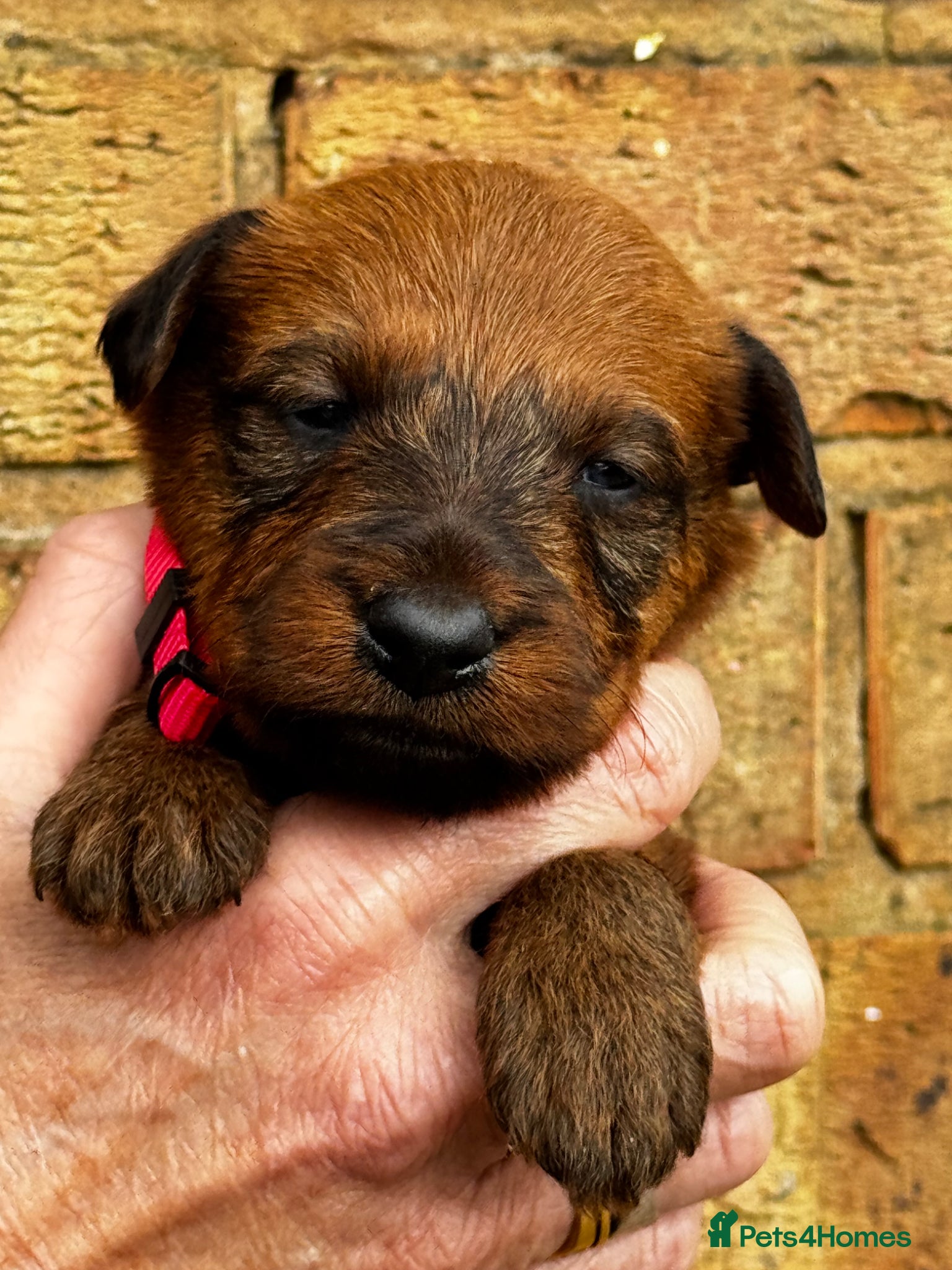 Irish Terrier dogs ⭐️ KC REG Irish terrier pups ⭐️ - Advert 3