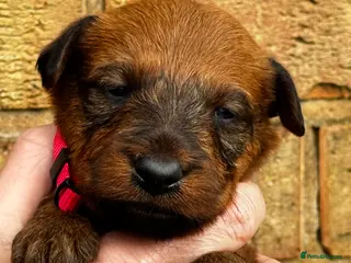 Irish Terrier dogs ⭐️ KC REG Irish terrier pups ⭐️ - Advert 2