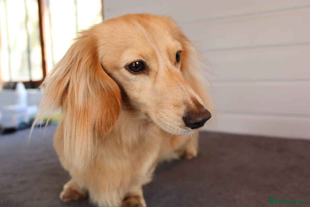 Miniature Dachshund dogs for stud: KC Reg DNA Health Tested CLEAR - CREAM MINI DACH in Littleborough - Image 11