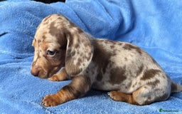 Miniature Dachshund dogs for sale: ❤️❤️⭐️Miniature dachshund⭐️❤️❤️ - Image 4