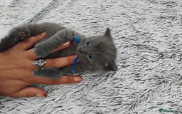 British Shorthair cats for sale: Blue British sorthair kittens available - Image 17