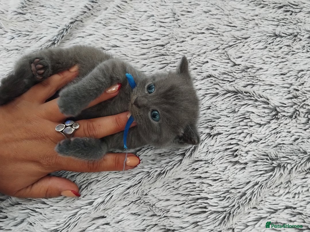 British Shorthair cats for sale: Blue British sorthair kittens available - Image 17