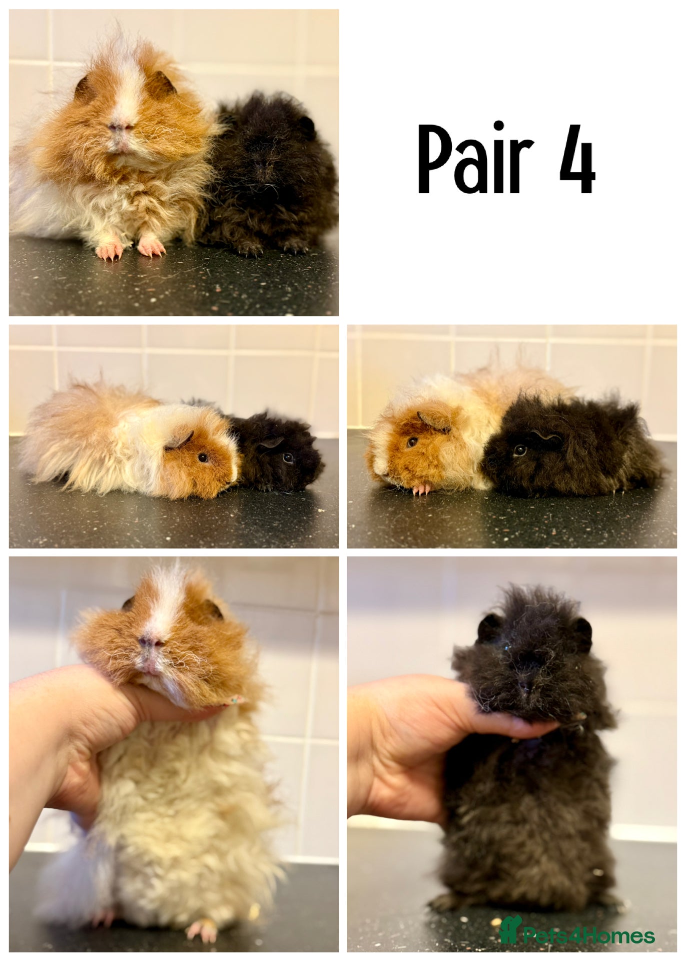 Guinea Pig rodents Lots of boys for sale  - Advert 19