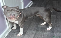 Staffordshire Bull Terrier dogs for stud: Stud wanted for my Female staff - Image 4