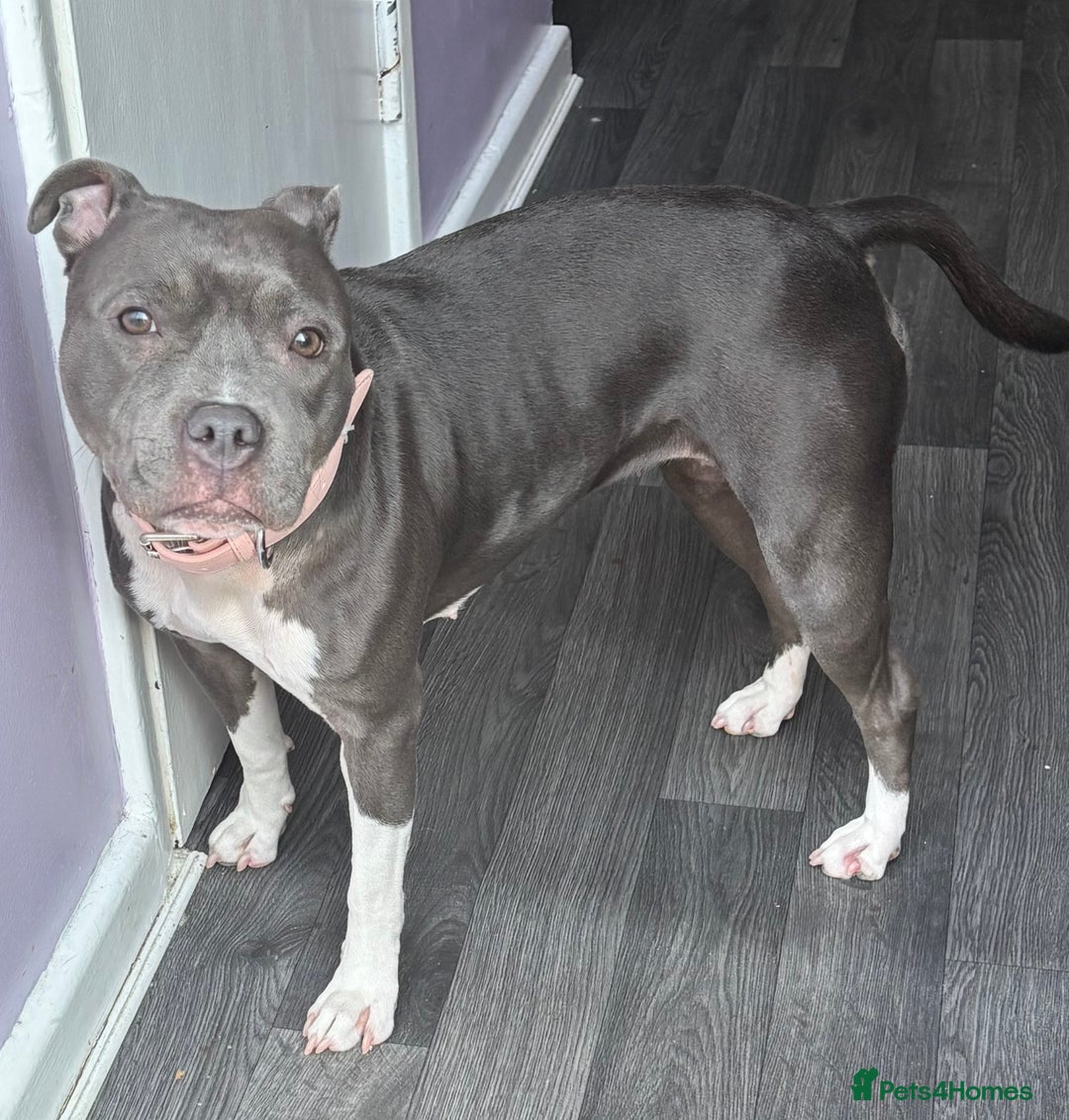 Staffordshire Bull Terrier dogs for stud: Stud wanted for my Female staff - Image 4