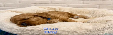 Cavapoo 2