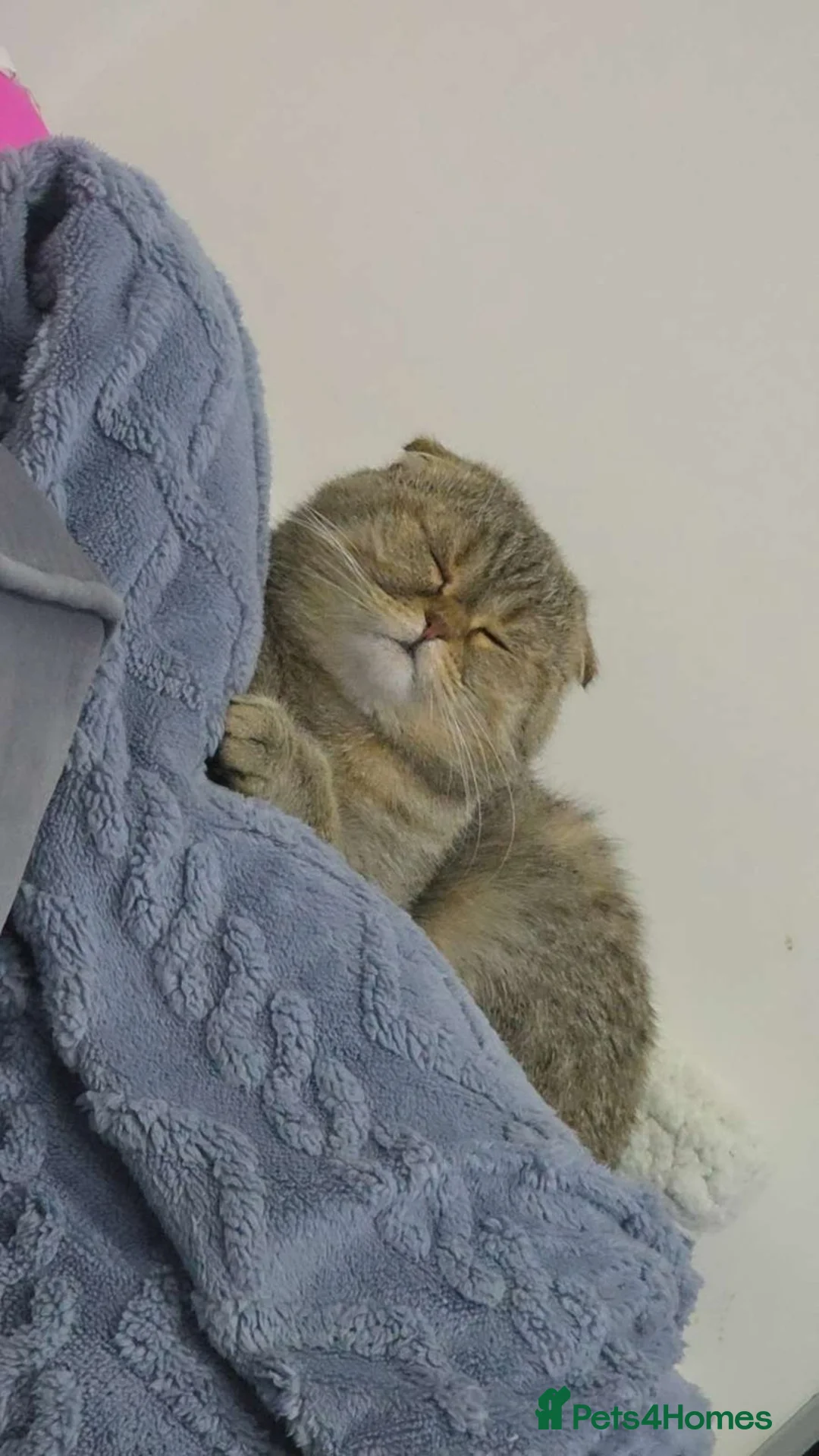 Scottish Fold cats for sale: Male Grey tabby scottish fold  - Advert 6