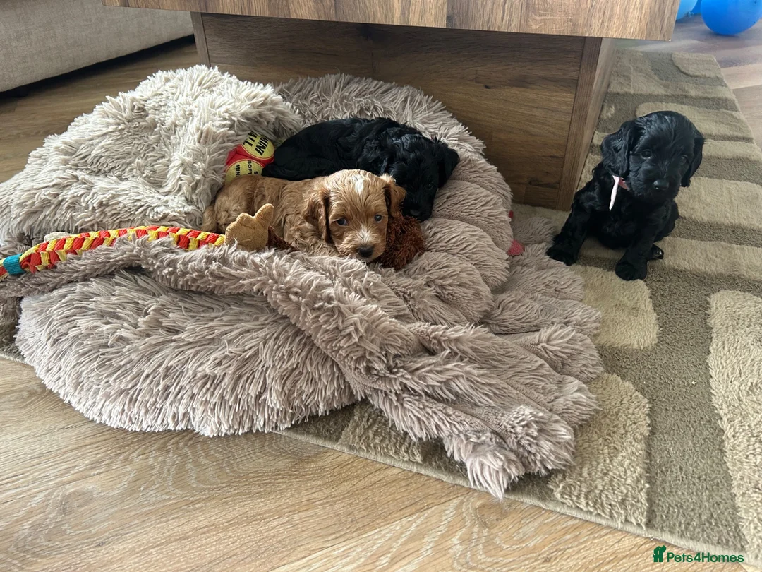 Cockapoo dogs for sale: Beautiful Cockapoos in Perth - Advert 1