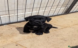 Mixed Breed dogs for sale: Stunning Puppies Ready to go 10 November - Image 25